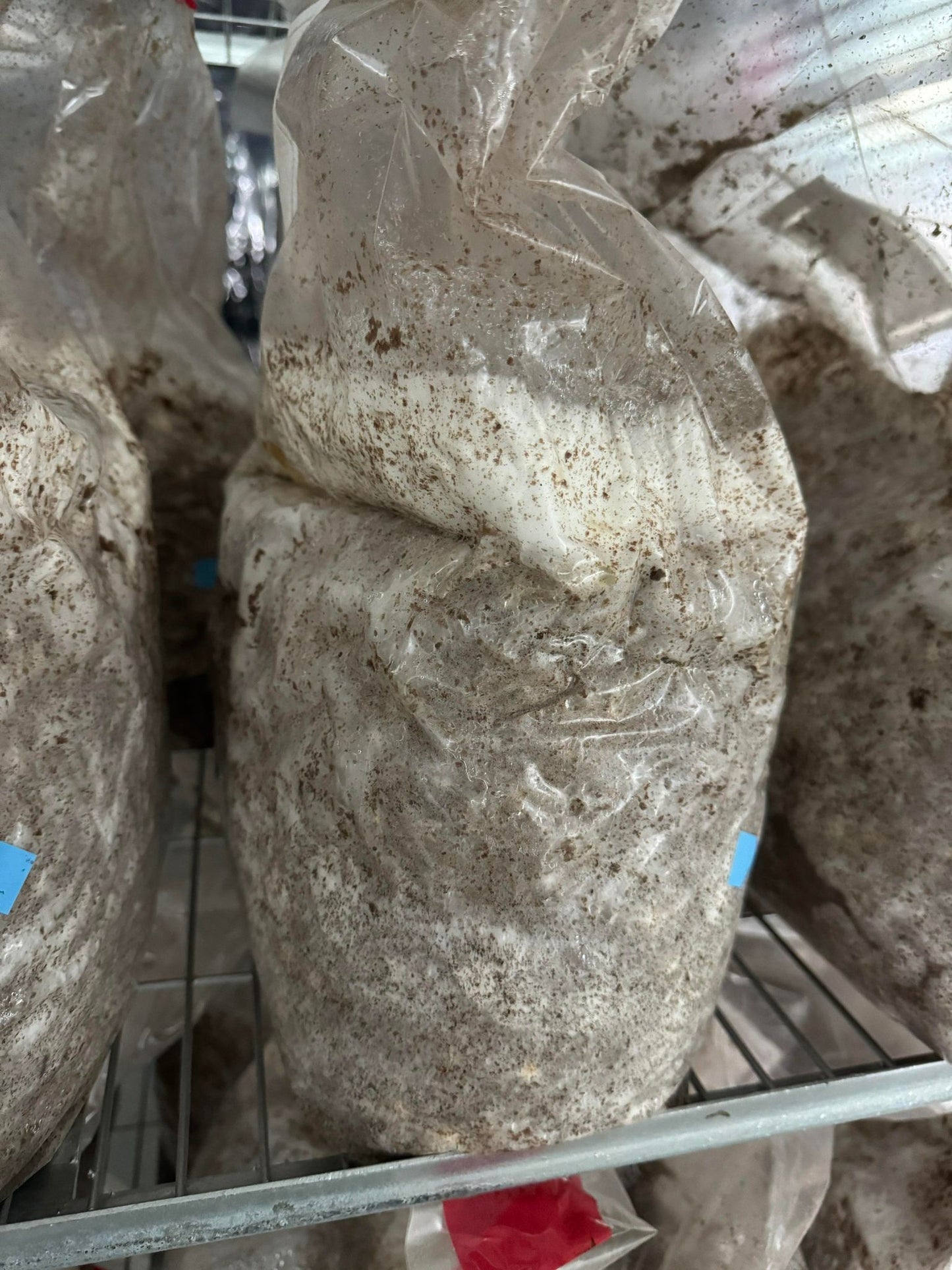 Mycélium pleurote bleu